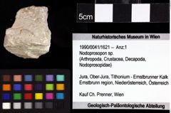 Foto (Objket + Etiketten) von Prosopon sp. 